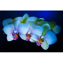 Ichi - Orquídeas